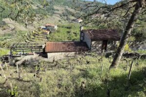 APEDECEO