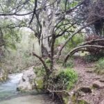 El Bosque