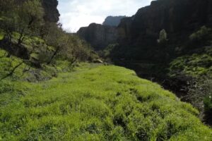 El Juncal