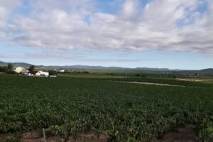 El Olivar