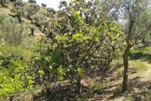 Finca ALOZAINA