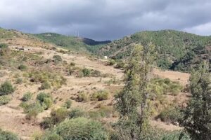 Finca el Bufón de la corte