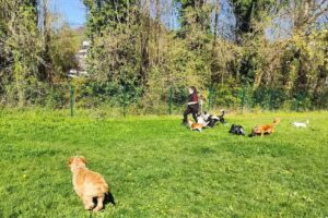 HOTEL CANINO Y GUARDERÍA DE DÍA EN SAN SEBASTIÁN /BOX TXAKURRENEA
